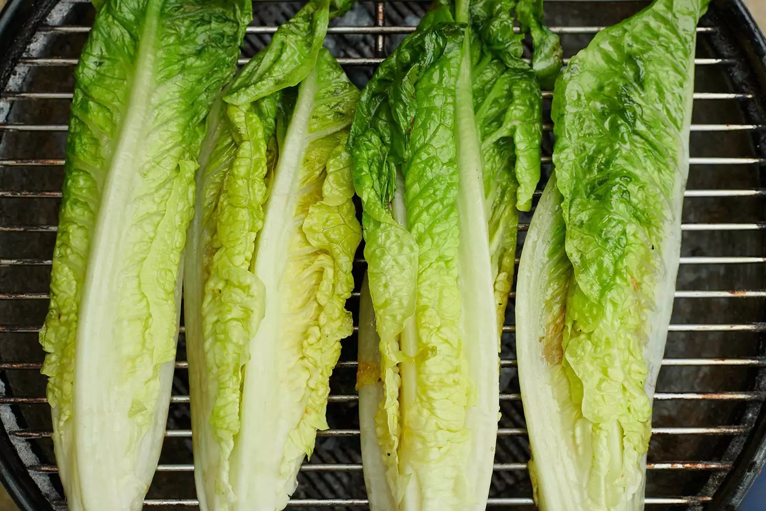 Alface romaine fresca na grelha.