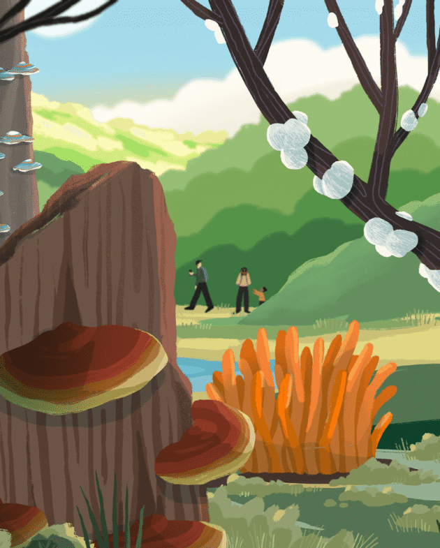 Guía para Principiantes sobre Hongos Funcionales.