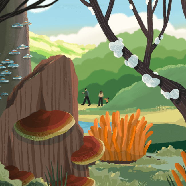 Guía para Principiantes sobre Hongos Funcionales.